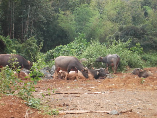 Unterwegs sind mir diese Wasserbüffel begegnet. Sie weideten friedlich am Strassenrand und würdigten mich keines Blickes. Ich radelte also immer weiter. Schliesslich hielt ich einen Mopedfahrer an und fratgte ihn, wo ich denn ungefähr sei. Er zeigte mir eine Stelle auf der Karte und darin war auch ein Elefanten Camp eingezeichnet. Ich fragte ihn, wie weit das noch entfernt sei und zählte: nüng, song sam? Er meinte sam, also noch etwa 3 km? Mal sehen, die Menschen hier haben es nicht so mit den Entfernungen, es ist einfach so oder nicht. Es waren aber keine 3 km als wieder ein Dorf auftauchte. Dort fragte ich eine Frau ein meinem thai, doch die verstand wahrscheinlich nur "Bahnhof".  Zum Glück war da noch ein Tuk-Tuk-Fahrer mit asiatischen Gästen. Der weiss bestimmt mehr, dachte ich mir und fragte ihn. Er war gerade am abfahren und machte mir ein Zeichn, dass ich ihm folgen solle. Das machte ich natürlich gerne, und plözlich zeigte er nach links.
