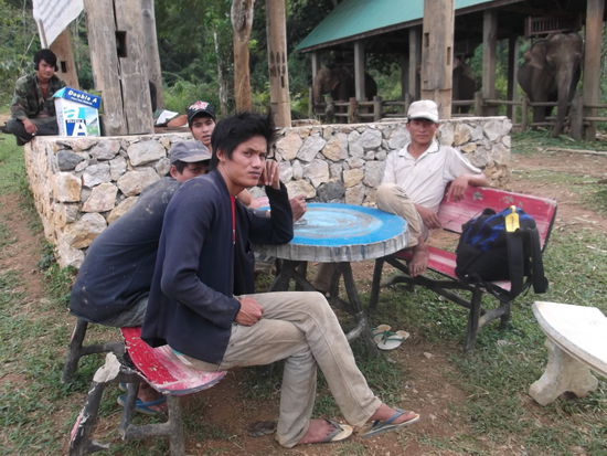 Ich folgt dem Weg und gleich stand ich vor einem grossen Gebäude. Eine junge Frau fragte mich, was ich wollte und wieviele Leute wir seien. Darauf erwiederte ich, alleine und ich möchte gerne die Elefanten sehen. Sie zeigte mir den Weg. Ich schloss mein Bike ab, bezahlte 30 Bath und folgte dem Weg den Hügel hinauf. Dort waren ca. 15 Elefanten zu sehen. Sie waren gerade beim Z'mittag essen, das heisst, vor ihnen lagen ganze Büschel Ananas-Stauden. Genussvoll bissen sie diese Stauden ab oder schleuderten sie um sich, damit sie zerbrachen. Diese Elefanten gefielen mir gar nicht. Irgendwie sahen sie anders aus, als unsere in Maetaman. Sie sahen alle sehr alt aus, und ihre Wangen waren eingefallen. Ich weiss nicht, ob sie auch genug zu essen bekommen. Ich habe auch mit den Mahuts gesprochen. Einer konnte etwas englisch und erklärte mir, dass sie 30 Tiere hätten und dadurch auch 30 Mahuts wären. Sie waren ziemlich schmutzig, die Elefanten natürlich, nicht die Mahuts. Darum bin ich mir nicht sicher, ob sie täglich gewaschen und gebürstet werden. Leider habe ich keine Foto von den Elefanten. tztztz!
Also habe ich erfahren, was ich wollte und begab mich wieder hinunter zum Eingang. Dort sind gerade 2 Minibusse mit Touristen aus Luang Prabang angekommen. Die habe ich alle auch schon gesehen. Das ist nämlich so auf dieser Reise: wem man einmal begegnet ist, den sieht man immer wieder. Alle besuchen dieselben Orte und reisen auf derselben Route.