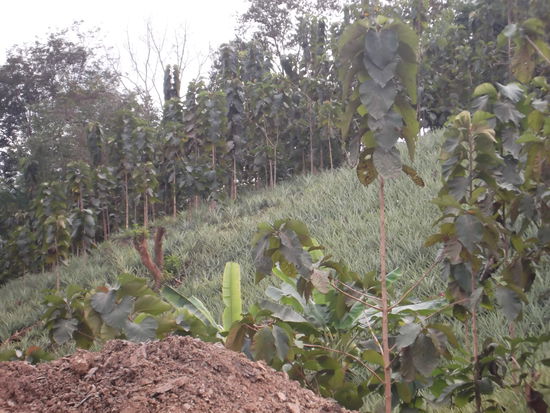 An solchen Hängen wurde überall Ananas angebaut. Was sonst noch gepflanzt wurde, habe ich keine Ahnung. Vielleicht gab es noch Bananen Hänge, da die Elefanten ja auch diese zum fressen gern haben. Gesehen habe ich jedoch keine. Nur einen schlafenden Laoten, den wollte ich aber nicht wecken.
So radelte ich also immer weiter. Selten überholte mich ein landwirtschafts ähnliches Fahrzeug und dann war wieder lange nichts.
Doch irgendwann mündete mein Weg in eine Teerstrasse ein. Und sofort war da wieder Verkehr, und was für einer. Das musste eine wichtige Hauptstrasse sein, denn auf den Km Steinen waren Orte mit einer Distanz von mehr als 300 km angezeigt. Also  musste ich mich wieder rechts halten, dass ich sicher in Luang Prabang ankomme.