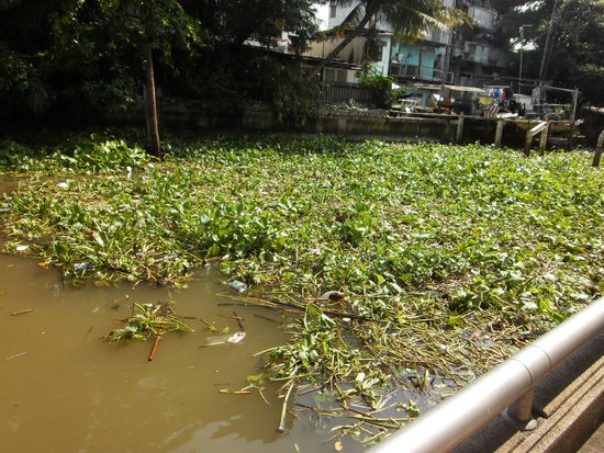 Seegras als schwimmender Teppich und Muellhalde zugleich.