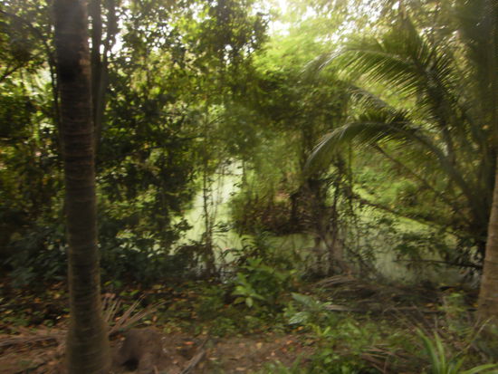 Die gruene Oase mitten in Bangkok.