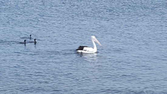 Ein Pelikan mit seinen Jungen