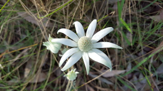 Actinotus heliant. Weisse feinbehaarte Blume