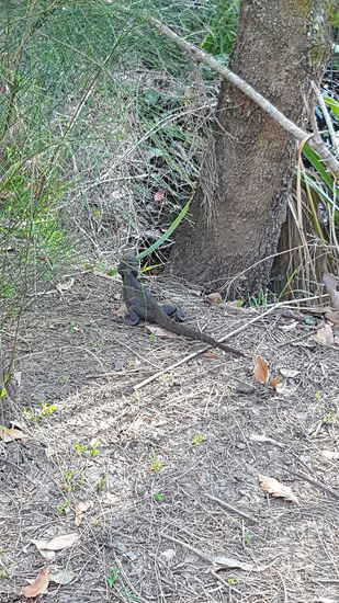 Eine Wasser-Echse  (Waterdragon)