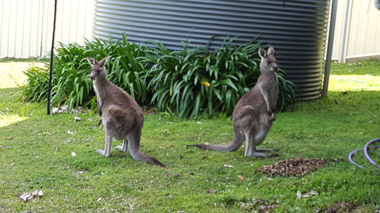 2 Mütter mit ihren Babys im Beutel