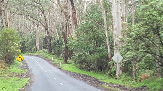 Fahrt durch den Otway Nationalpark
