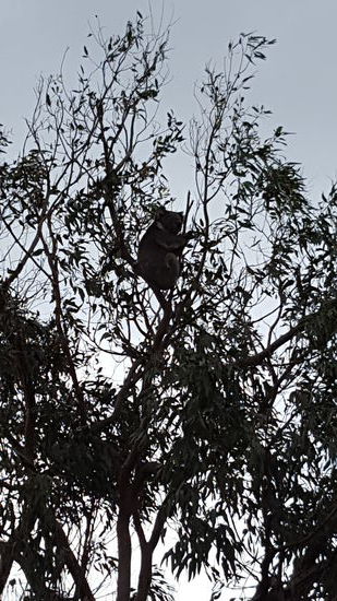 Ein gefrässiger Quala