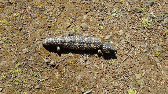 Ein mir unbekanntes Tier