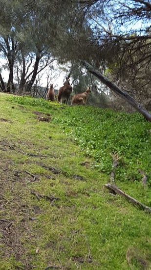 Von 3 Kängurus beobachtet