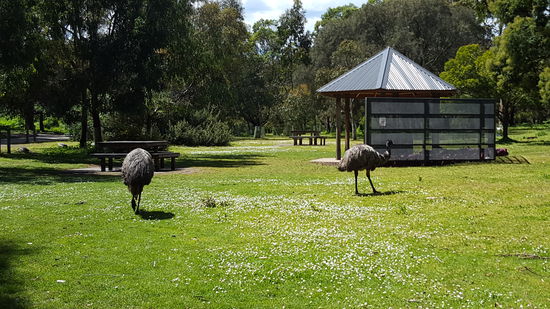 Die Emus