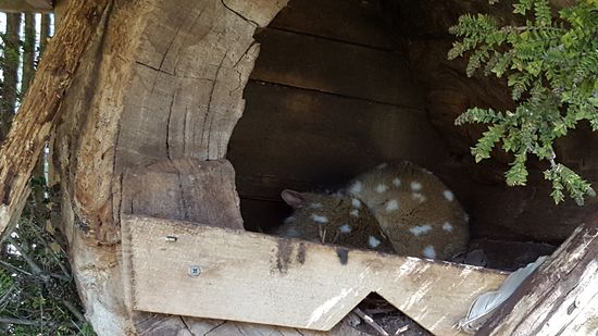 Ein schlafender Quoll