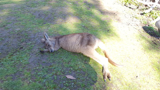 Ein ruhendes Känguru
