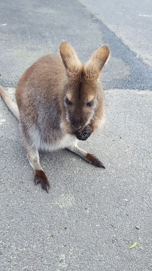 Das erste Wallaby im Blickfeld