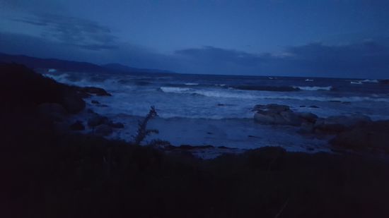 Immer noch keine Pinguinli