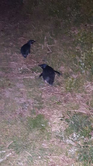 Endlich sind sie da.