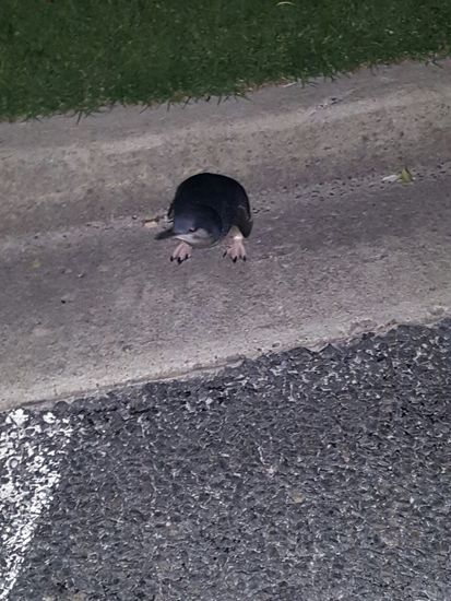 Diese hat sich auf die Strasse vetirrt