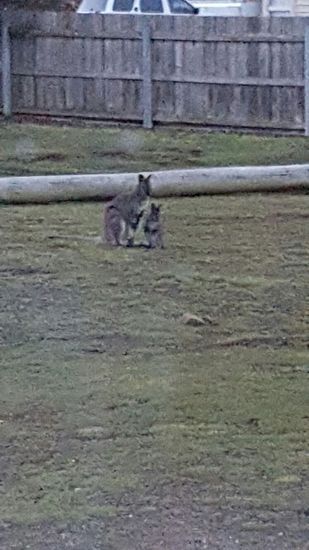 Känguru-Mami mit Lausbub