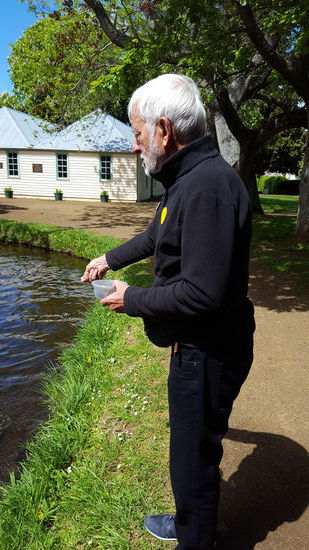 Bäri konzentriert beim Fische füttern