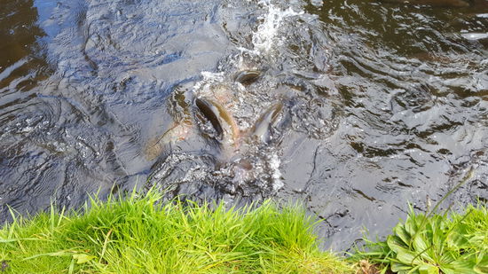 Und sie kämpften um jedes Körnchen