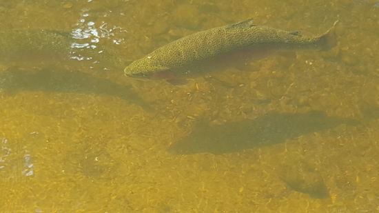 Riesige Kaliber sind hier heran gewachsen