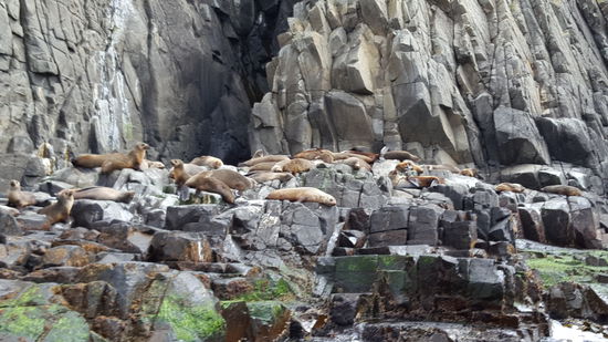 Diese faulen Tiere. Nur schlafen und fressen