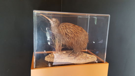 Ein ausgestopfter Kiwi