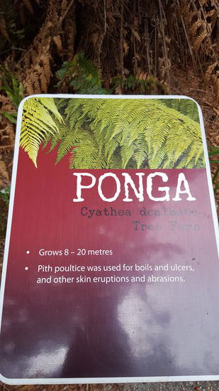 Diesen Baumfarn sieht man hier in Neuseeland überall