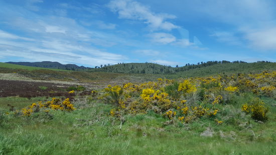 Gelb blühende Sträucher überall