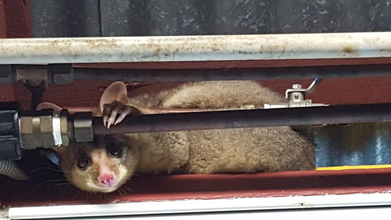 Dieser Wombat Sitz jeden Abend hier über der Tür zur Abwaschküche, und schaut uns aufgeweckt an.  So süss!!!