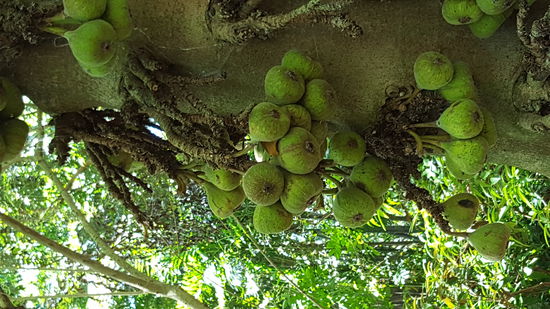 Exotische Bäume mit eigenartigen Früchten