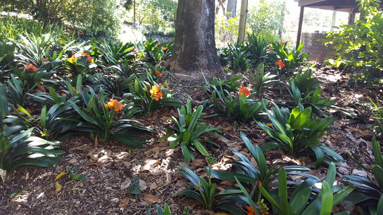 Clivia vermehren sich hier von alleine