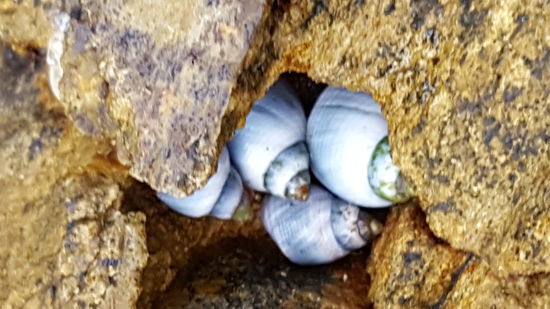 Trouvaillen in den Löchern der Felsen