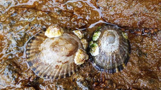 Lebendige Muscheln in Wasser Pfützen. Da Ebbe war konnten wir ziemlich weit hinaus klettern.