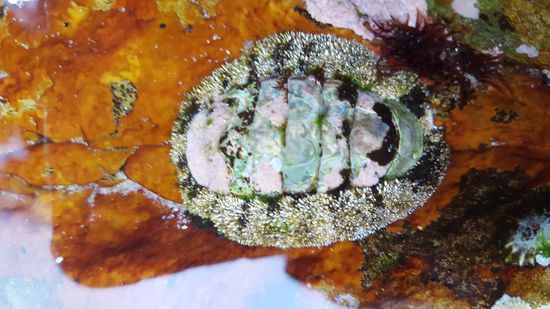 Etwas Lebendes, aber keine Ahnung was es ist.  Nur wunderschön!