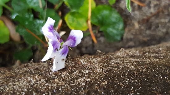 Ein einsames Veilchen entdeckt den Frühling.