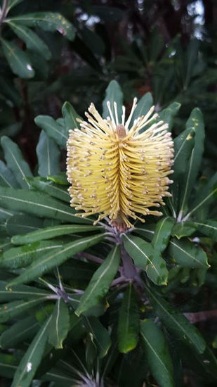 Und blühende Bäume