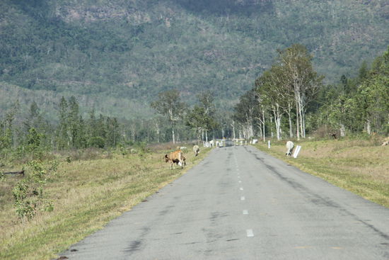 Der Weg zu den Wallaman Falls war abenteuerlich