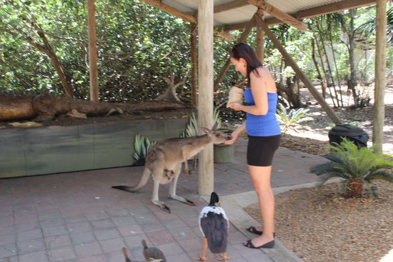 Im Billabong Sanctuary
Kängeru-Fütterung