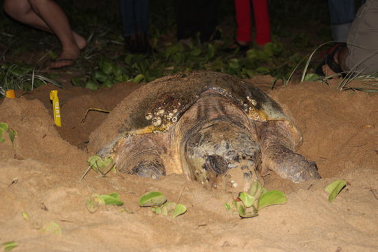 Die Schildkröte bei Mon Repos, auf die wir so lange warteten
