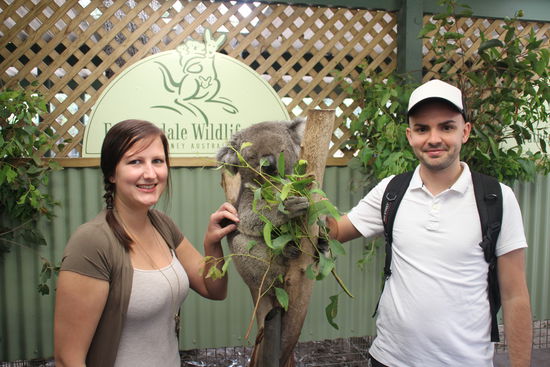 Der Koala und wir im Wildlife Park
