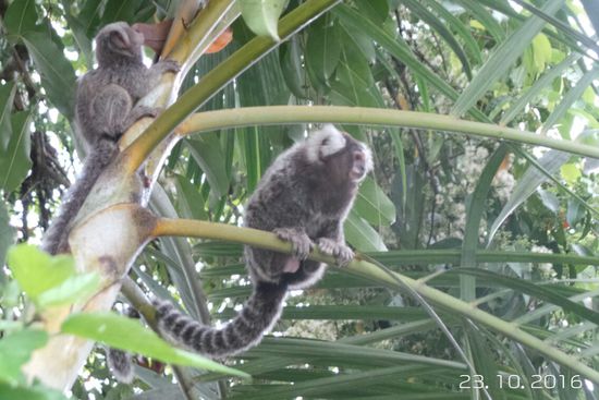 Auf dem Campingplatz werden wir von diesen kleinen Äffchen geweckt.