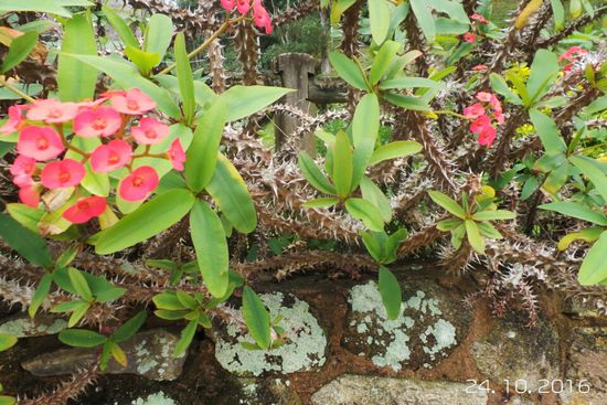 Müssen aufpassen, daß wir nicht in die Dornen fallen.