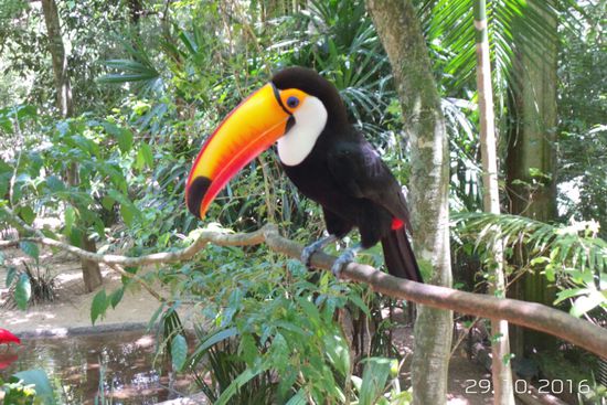 Natürlich besuchen wir auch den sehenswerten Vogelpark, vor den Wasserfällen gelegen. Er wird von einem Deutschen geführt.