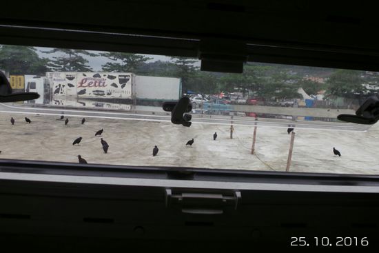 Unsere nördlichste Übernachtung ist mal wieder auf einem Parkplatz,, mitten In Angra dos Reis. Aber gegenüber gibt es eine Polizeistelle. 
Als Doris morgens aus dem Fenster schaut, warten schon die üblichen Begleiter.
