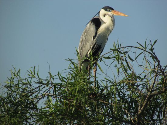 Sehen viele verschiedene Vögel ...