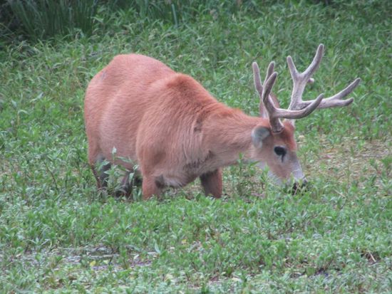 Ein Sumpfhirsch