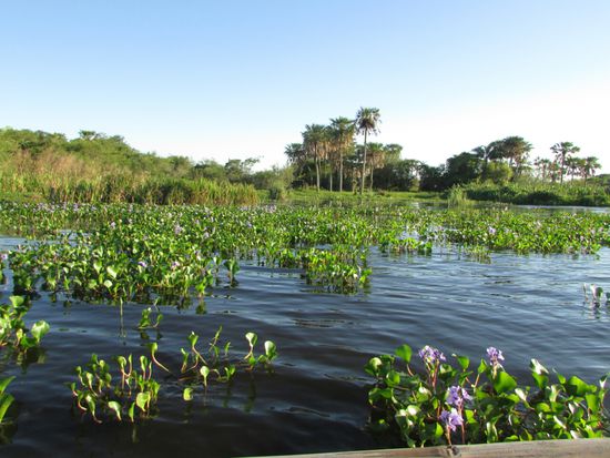 Viele schöne, blühende Sumpfpflanzen