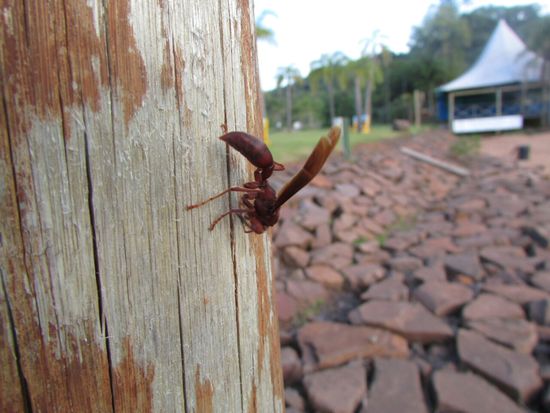 Bei den tropischen Temperaturen gibt es natürlich auch viele größere Insekten.
Der Stich dieser Wespe soll sehr schmerzhaft sein.