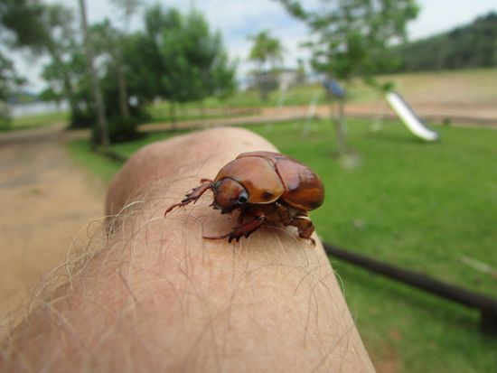 Ein alter Bekannter (Mai/November Käfer landet auf meiner Hand.