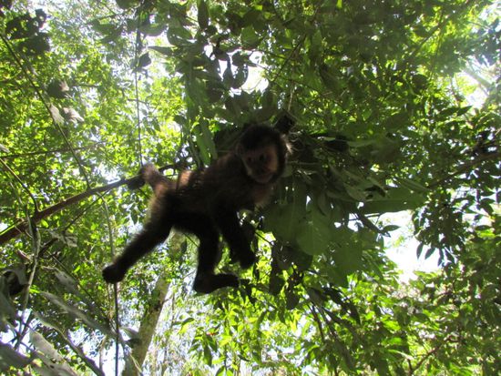 Die Affen interessieren sich mehr für die Menschen
